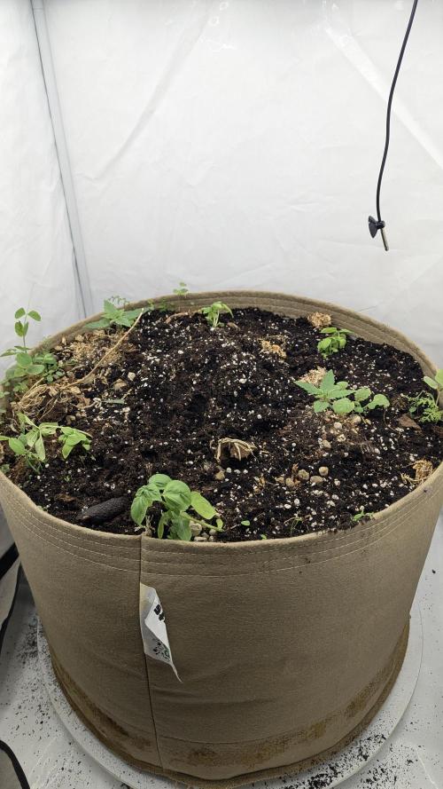 Grow 4. Week 2 - Gesamt