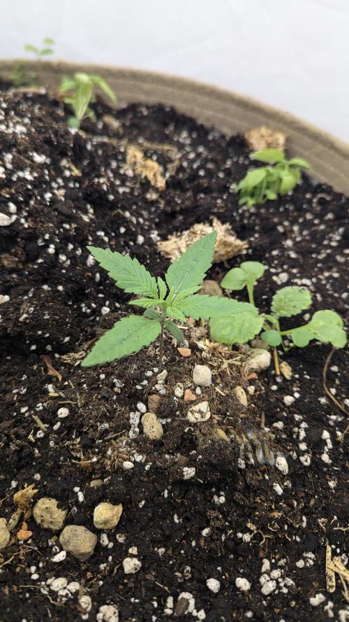 Grow 4. Week 2 - Pflanze1