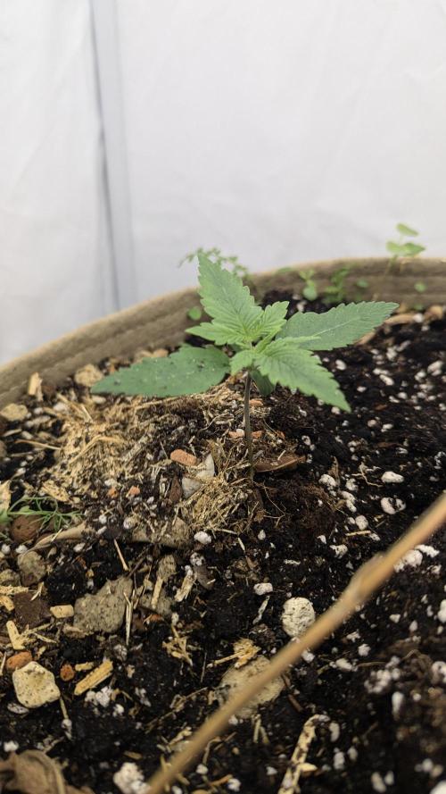Grow 4. Week 2 - Pflanze2