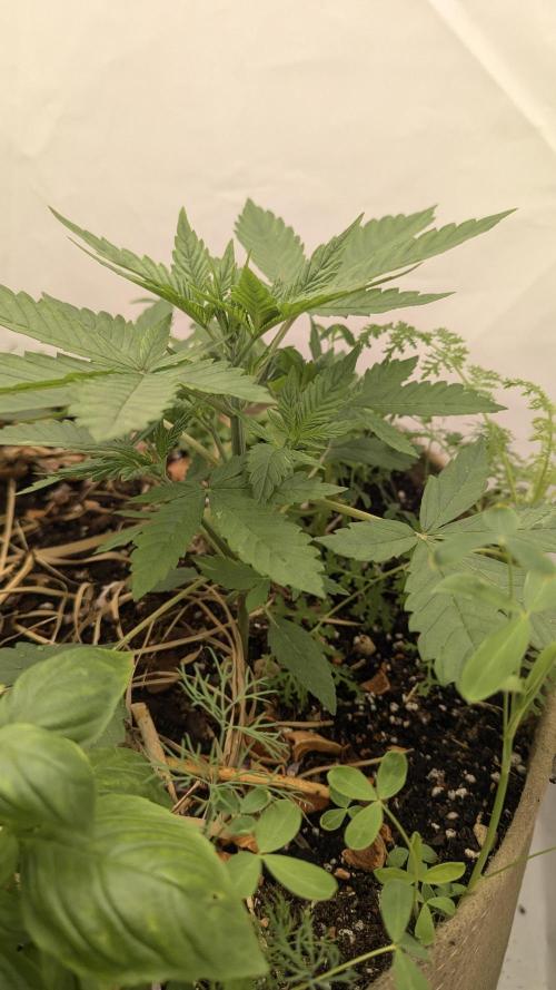 Grow 4. Week 3 - 28.7. Plant 1