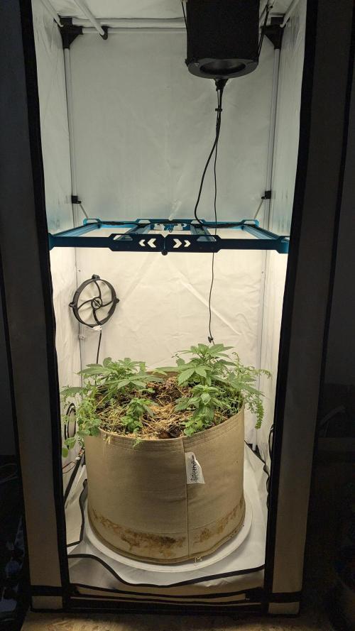 Grow 4. Week 3 - 31.7. Komplett