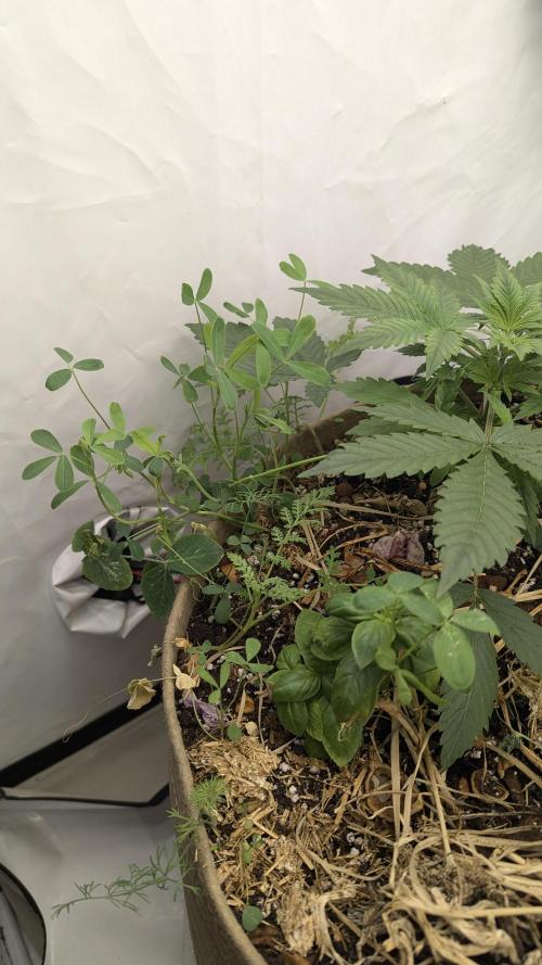 Grow 4. Week 3 - 31.7. Basilikum, Klee, Luzerne