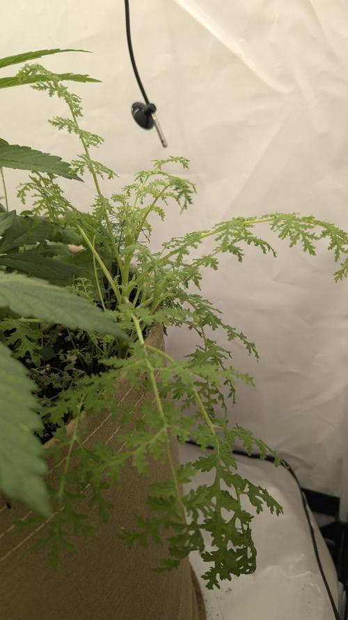 Grow 4. Week 3 - 31.7. Phacelia