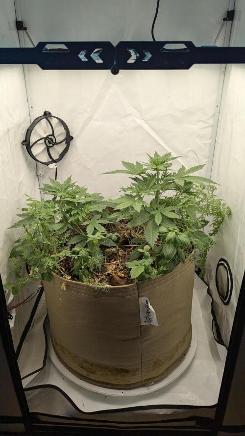 Grow 4. Week 4 - 03.08. Komplett
