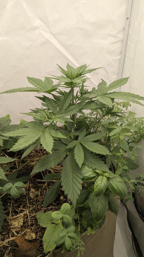 Grow 4. Week 4 - 03.08 Plant1
