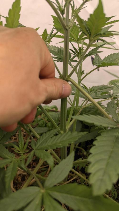 Grow 4. Week 4 - 04.08. Plant1