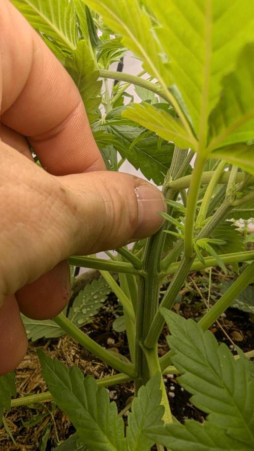 Grow 4. Week 4 - 04.08. Plant2