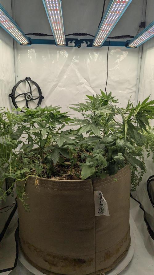 Grow 4. Week 4 - 05.08. Komplett