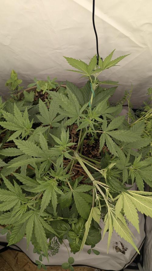 Grow 4. Week 4 - 05.08. Plant1