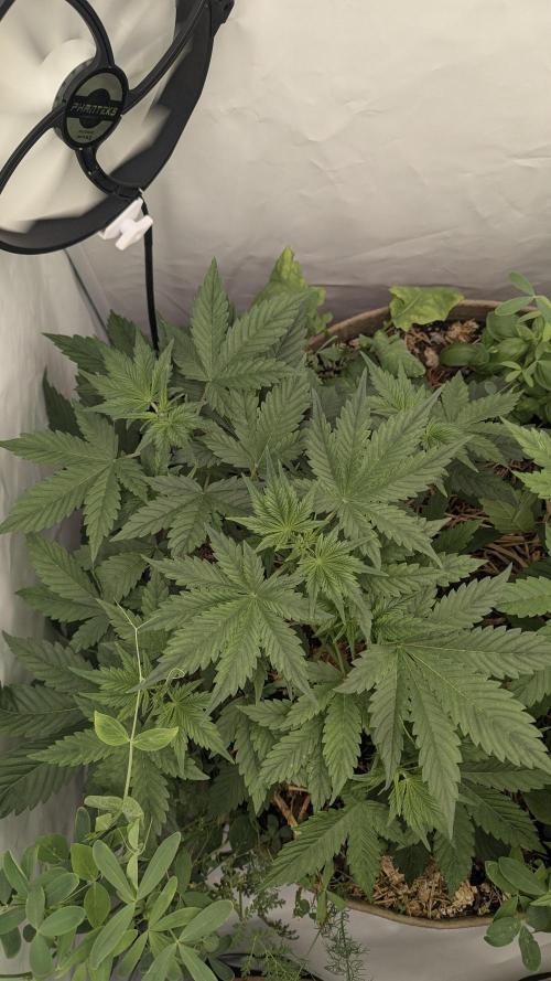 Grow 4. Week 4 - 05.08. Plant2