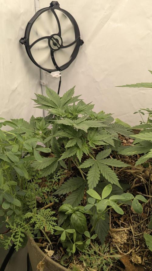Grow 4. Week 4 - 03.08 Plant2