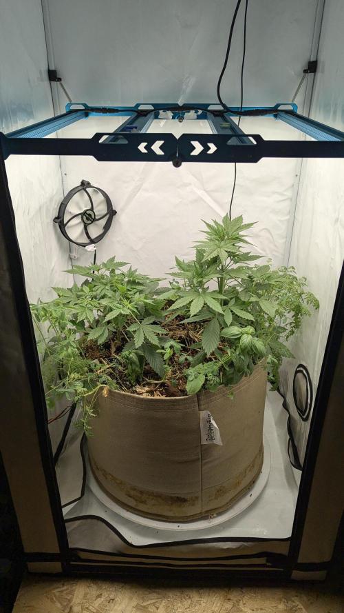 Grow 4. Week 4 - 04.08. Komplett