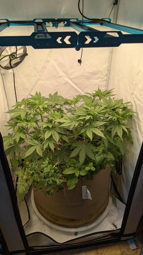 Grow 4. Week 5 - 8.8. Komplett