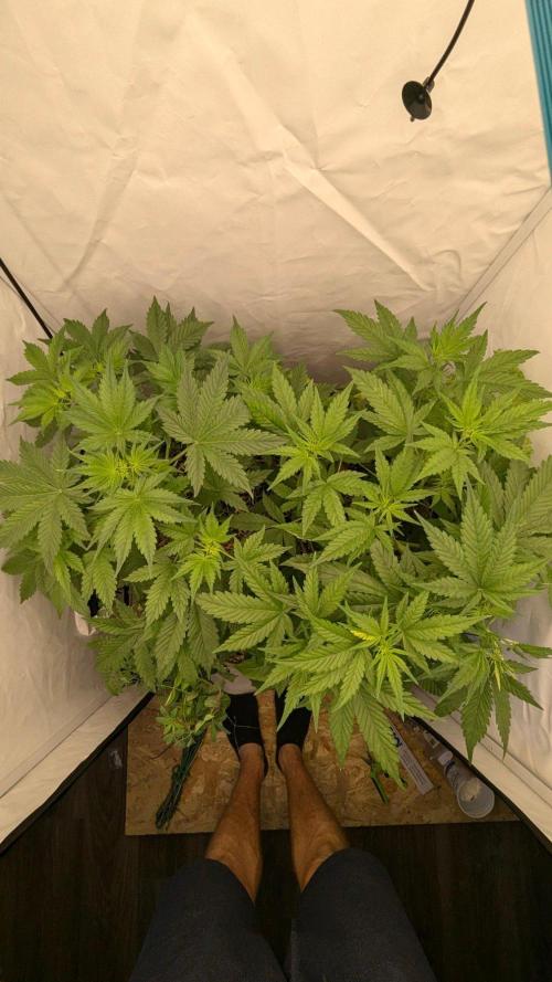 Grow 4. Week 5 - 8.8. Komplett