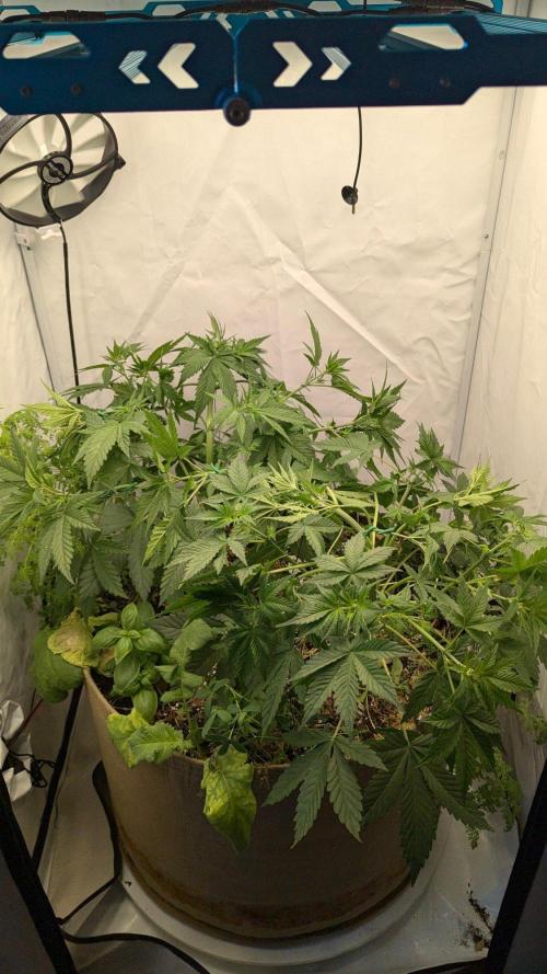 Grow 4. Week 5 - 8.8. Komplett training