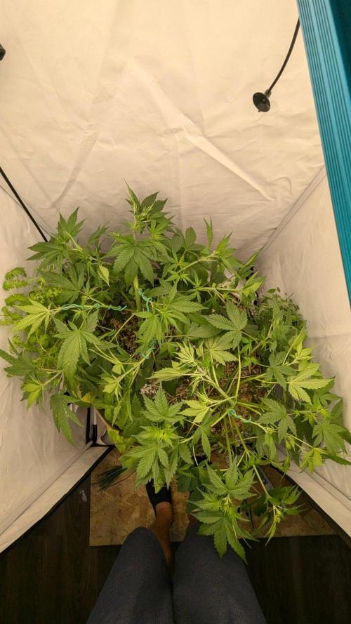 Grow 4. Week 5 - 8.8. Komplett training