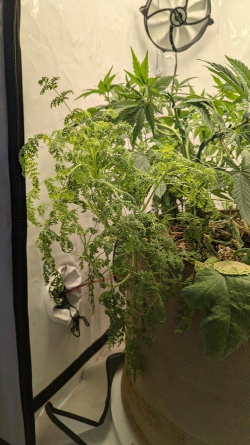 Grow 4. Week 5 - Phacelia big af