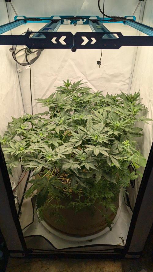 Grow 4. Week 5 - 13.8. Komplett