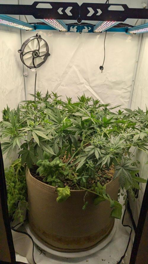 Grow 4. Week 5 - 13.8. Komplett Training