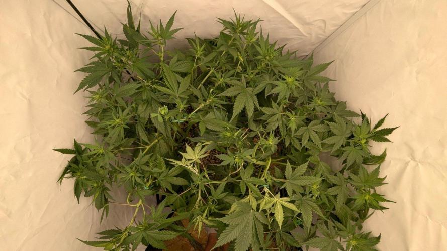Grow 4. Week 5 - 13.8. Komplett Training