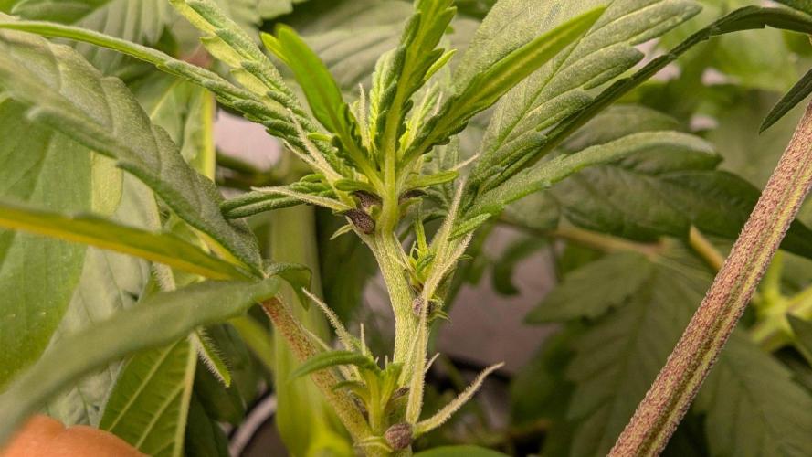 Lemon Cherry Cookies Auto. Week 5