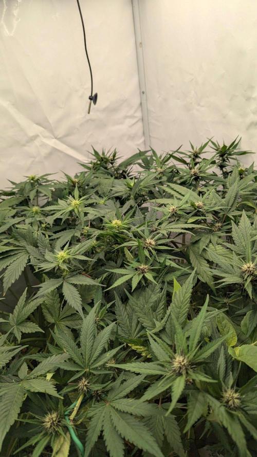 Grow 4. Week 6 - 19.8. Komplett