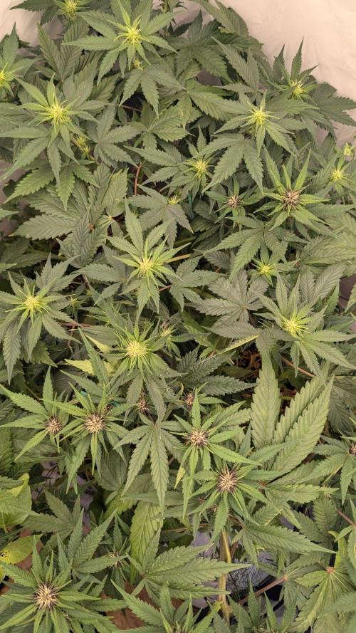 Grow 4. Week 6 - 19.8. Komplett