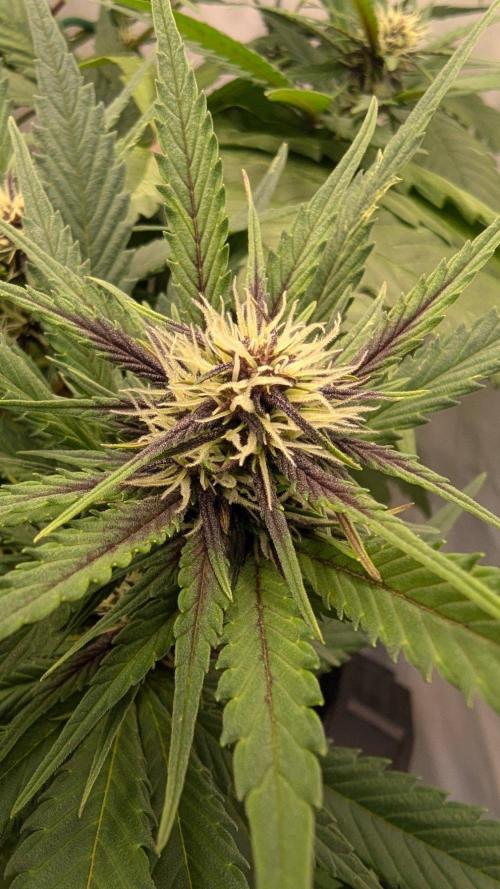 Grow 4. Week 6 - 19.8. Plant 2