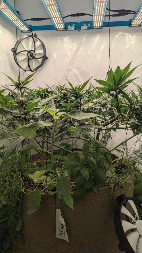 Grow 4. Week 6 - 19.8. Entlaubung