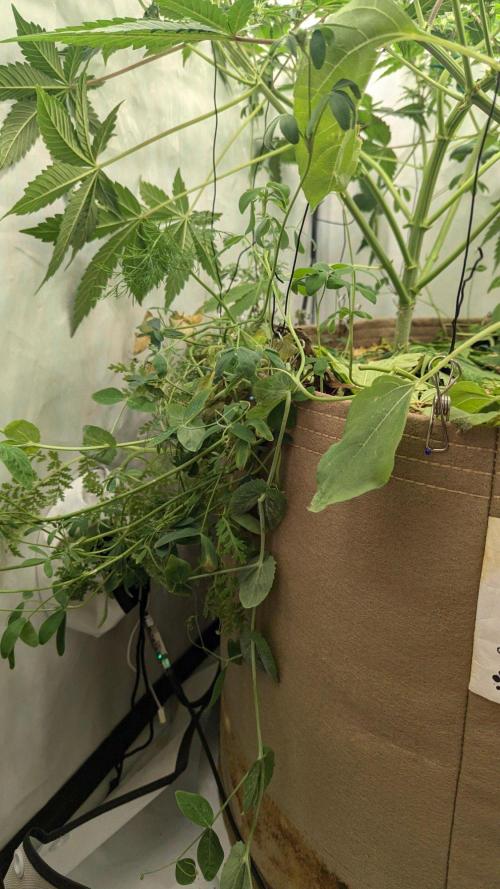 Grow 4. Week 6 - 19.8. cover crop