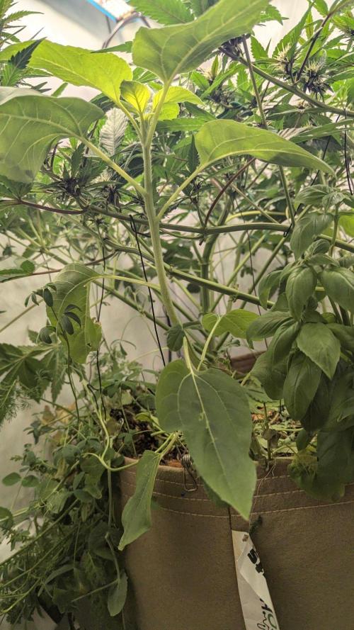 Grow 4. Week 6 - 19.8. sunflower