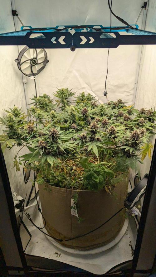 Grow 4. Week 8