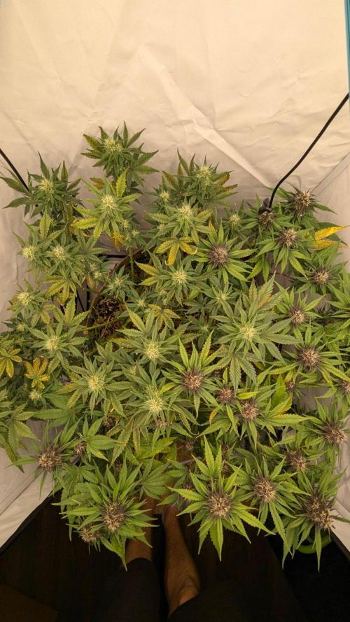 Grow 4. Week 8