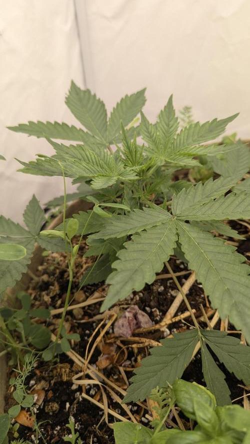 Grow 4. Week 3 - 28.7. Plant 2