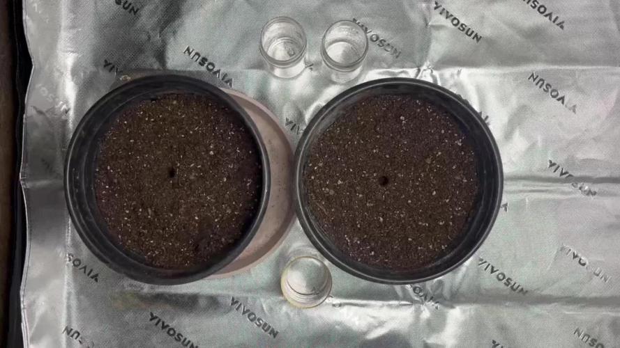 710 Purple gelato first grow