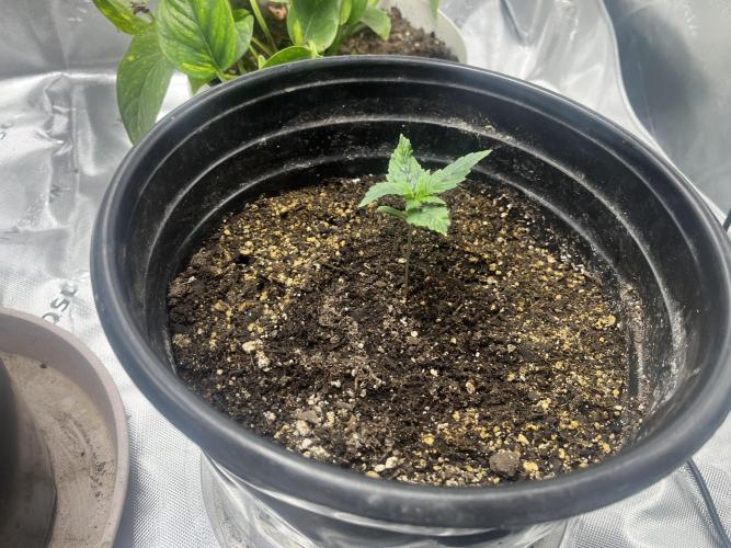 710 Purple gelato first grow. Week 1 - This is the taller one .