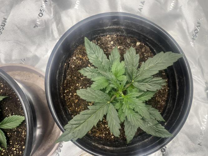 710 Purple gelato first grow. Week 2