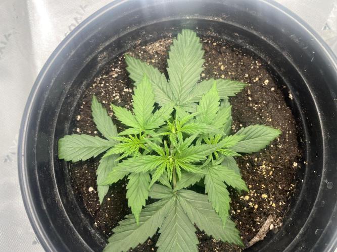 710 Purple gelato first grow. Week 2