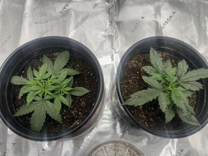 710 Purple gelato first grow. Week 2