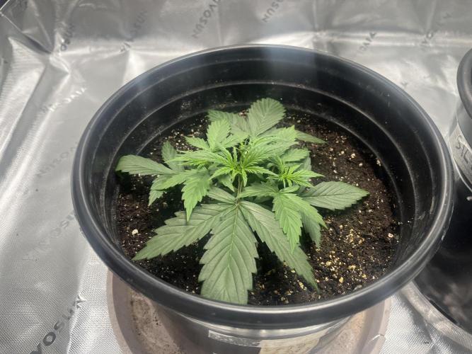 710 Purple gelato first grow. Week 2