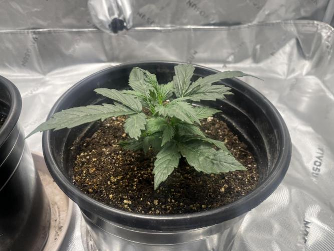 710 Purple gelato first grow. Week 2