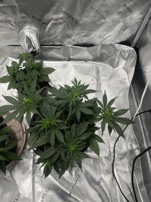 710 Purple gelato first grow. Week 3