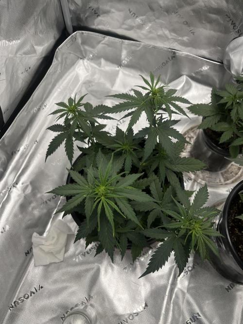 710 Purple gelato first grow. Week 3