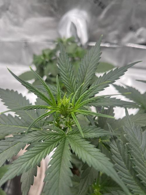 710 Purple gelato first grow. Week 3