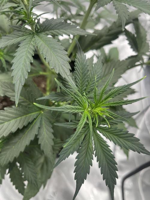 710 Purple gelato first grow. Week 3