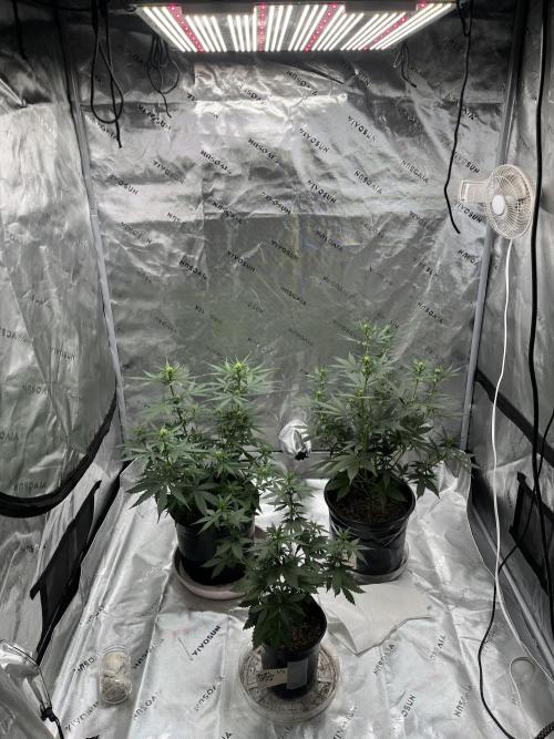 710 Purple gelato first grow. Week 4