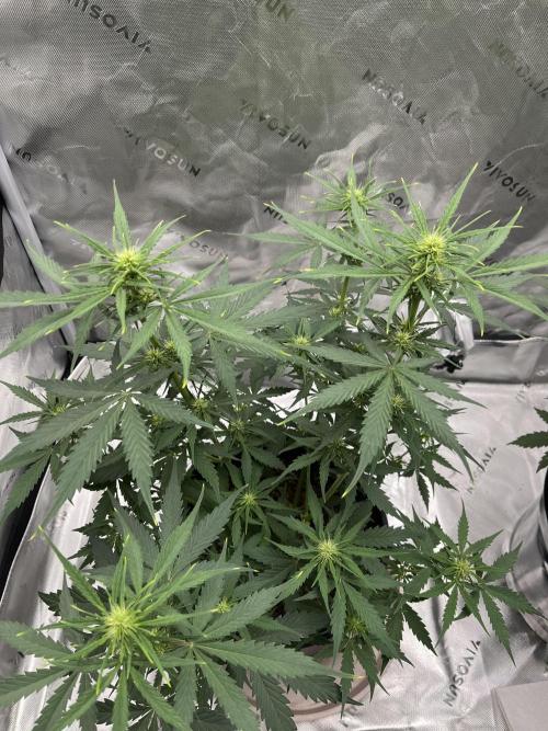 710 Purple gelato first grow. Week 4