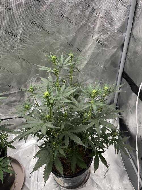 710 Purple gelato first grow. Week 5