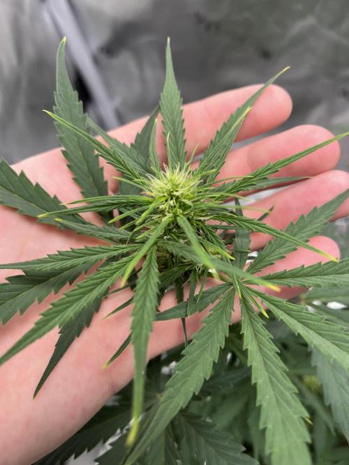 710 Purple gelato first grow. Week 5