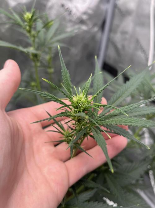 710 Purple gelato first grow. Week 5